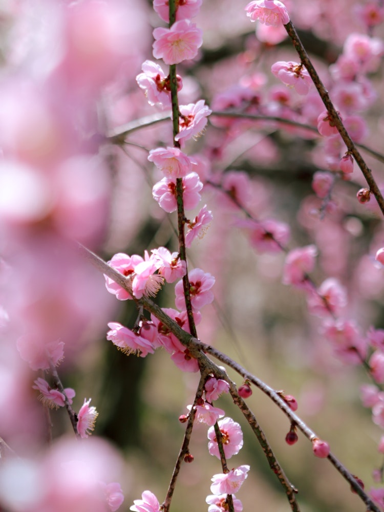 [相片1]我去年在“绪方神社梅花节”上访问了这里，风景非常美丽，让我觉得春天来了，所以今年我又去了那里。