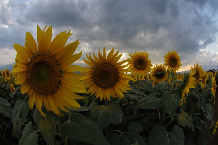 [Image1]This is an August evening view of a sunflower field in Akeno, Hokuto City, Yamanashi Prefecture. I t
