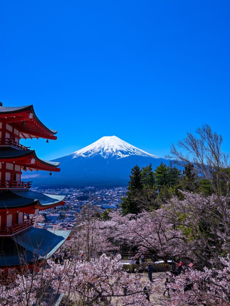 [Image1]Fuji × Cherry Blossom ×five-story pagodaView from Shinkurayama Sengen ParkOne photo packed with Japa