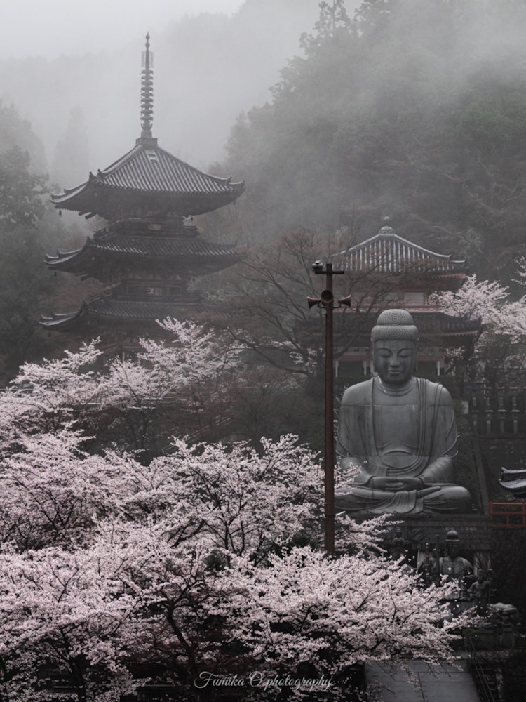 [Image1]It is 🌸 a Tsubosaka-dera Temple in Nara PrefectureWhen it rains, it gets hazy and cool, soI dared to