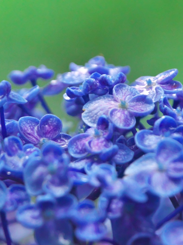 [Image1]Roppongi Hydrangea There are many hydrangeas of this type in the parks of Tokyo Midtown. It is very 