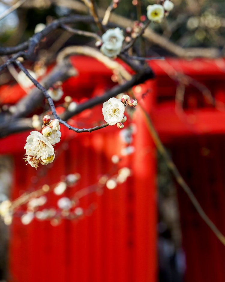 [相片1]白梅花落在朱紅色上。@北野天満宮