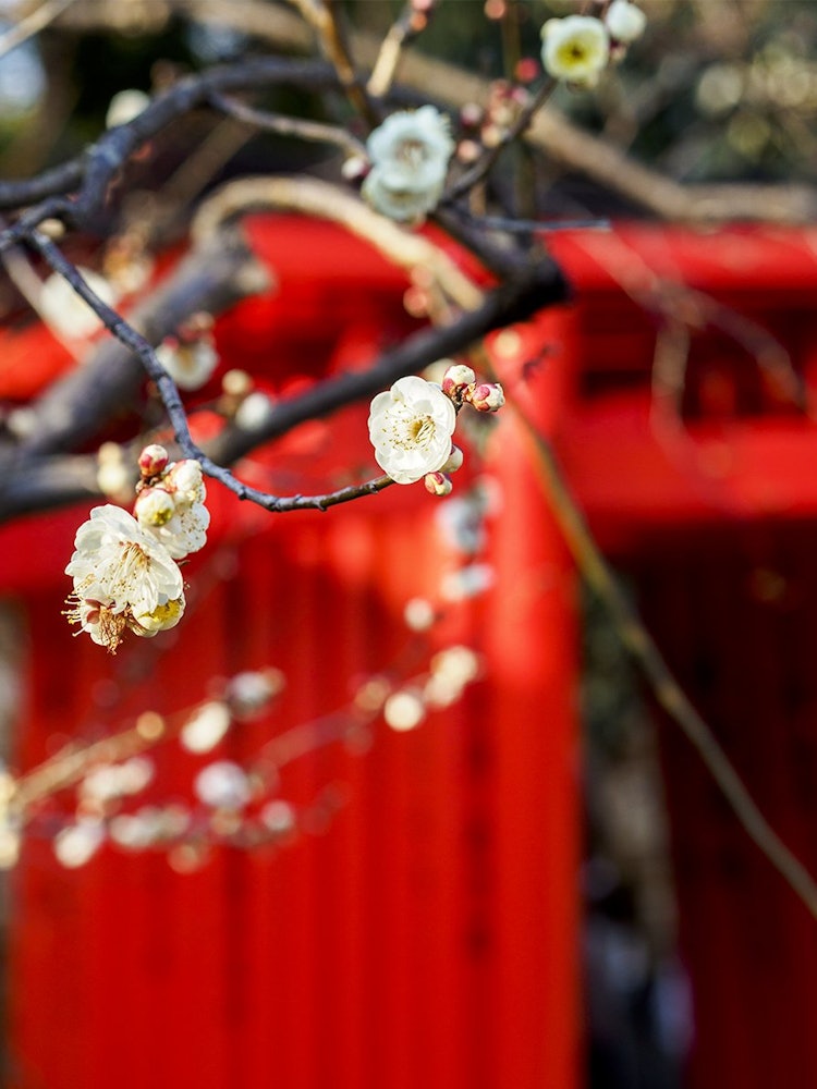[Image1]White plum blossoms fall on vermilion.@北野天満宮