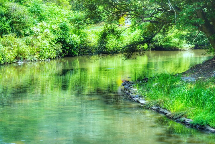 [画像1]長崎のバイオパークにある川を撮った写真です^ ^