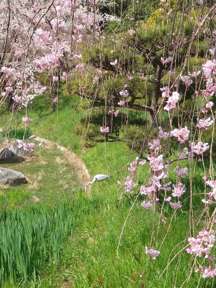[이미지1]쓰루미 료쿠치 공원의 일본 정원에서. 소나무와 처진 벚꽃이 눈에 생생한 반면, 왜가리는 휴식을 취합니다. 이 새를 만나면 행운이 찾아온다는 말도 있습니다. 행운을 빕니다.