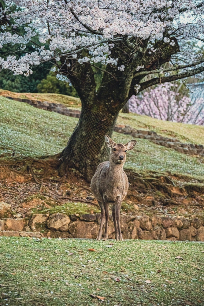 [이미지1]벚꽃이 만개한 나라시의 사슴 공원.벚꽃과 함께 나라시 곳곳에서 귀여운 사슴을 볼 수 있습니다.