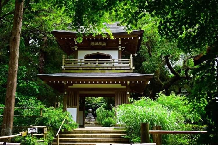 [相片1]在鐮倉的初夏訪問中，我發現了這個原始的神社，Jochi ji。平靜而安靜的寺廟地面，一分鐘后刷新了我疲憊的頭腦。清新的綠色，鳥兒的啁啾，溫和的風，一切都讓我的靈魂放鬆和快樂。這個被大自然包圍的美麗寺廟