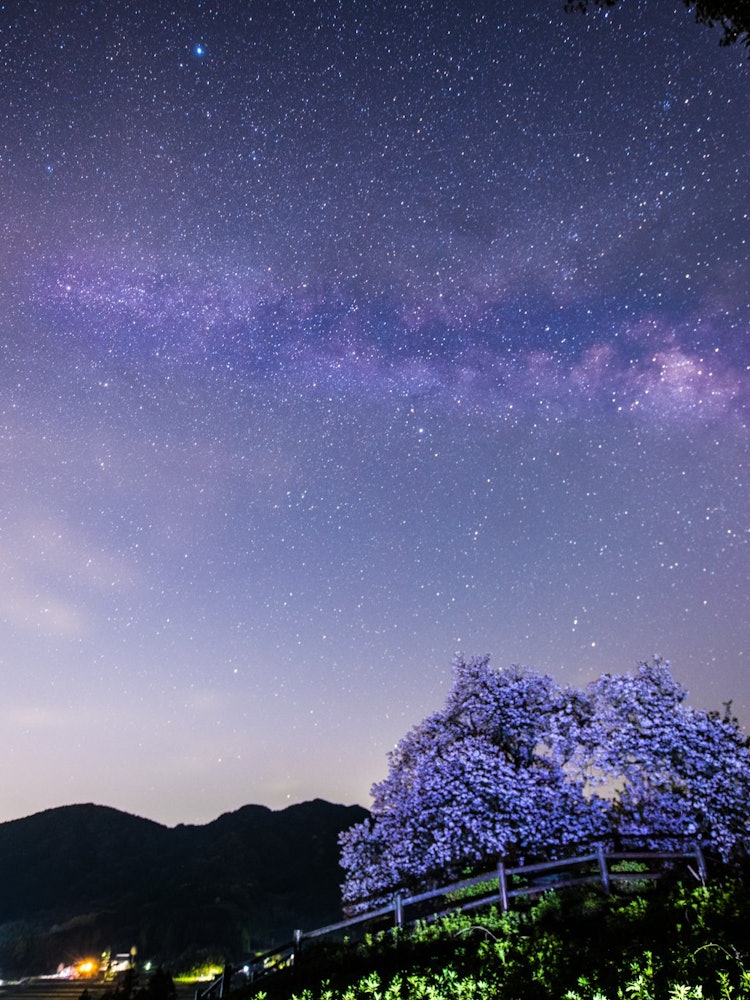 [画像1]佐賀県嬉野市に所在する納戸料の百年桜です。 茶畑の中に一本だけ佇む桜の姿は、なかなか壮観です。撮影時は満開。 この時期、日出の数時間前から夏の大三角と天の川が昇ってきます。