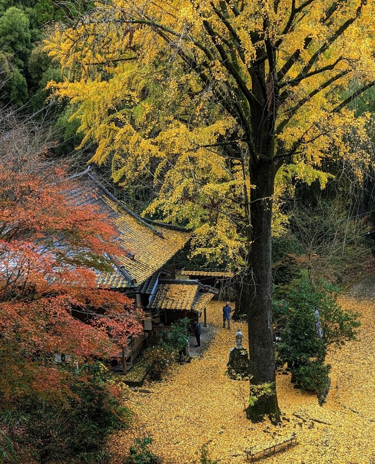 [相片1]熊本县山贺市的“小平寺”只有在每年的这个时候才能看到的美妙景色✨落叶银杏叶将使寺庙的屋顶和整个区域成为黄地毯的美景，并治愈尘埃。 🤭💛