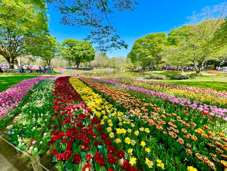 [Image1]Tulips 🌷 in Showa Kinen Park that I finally went to see after two yearsEven though it was 30 minutes