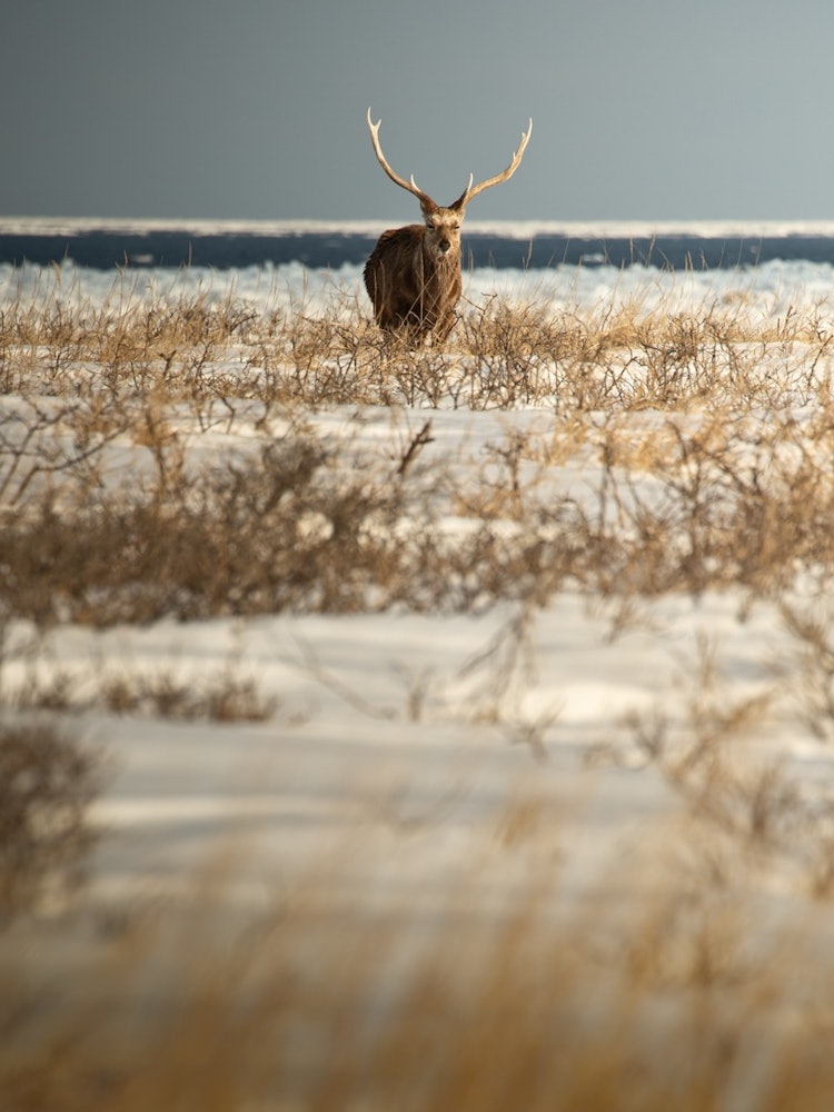 [画像1]野付半島の住人流氷が訪れていた野付半島の3月海の方より、この雄鹿がやってきた多分だいぶ歳をとった感じの雄鹿私とのきよりは、１０メートルほど共に身動きもせず向かいあったまま私はシャッターを切りづけた