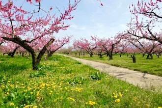 [相片2]在長野縣須坂市的千曲川河床上在田野裡，桃花和梨花等果樹的花朵是參觀的最佳時間。千曲川河床面積約24公頃桃園蔓延到約8,000棵桃樹鮮豔的粉紅色花朵盛開。此外，「李子」的白色花朵，“梨”也有白色的花朵，