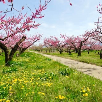 [Image2]In the Chikuma River riverbed, Suzaka City, Nagano PrefectureIn the fields, the flowers of fruit tre