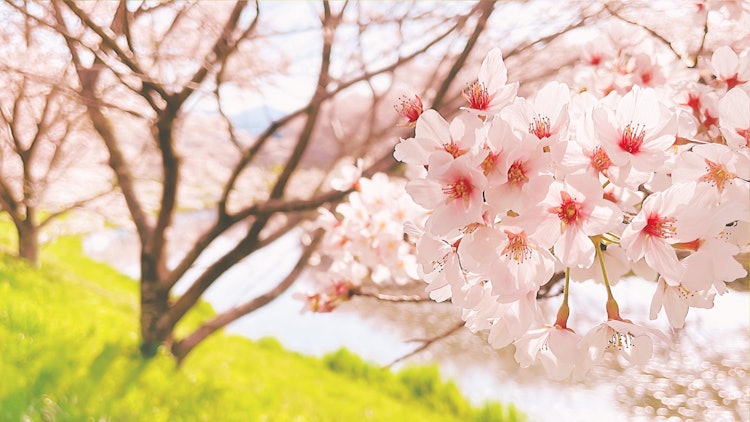[이미지1]나라현 우다시에 있는 우다가와 벚꽃 나무.벚꽃뿐만 아니라 밝은 잔디도 벚꽃과 잘 어울리는 길이었습니다.사진에는 없지만, 만개 벚꽃에 늘어선 붉은 본보리를 볼 수 있는 매우 귀엽고 