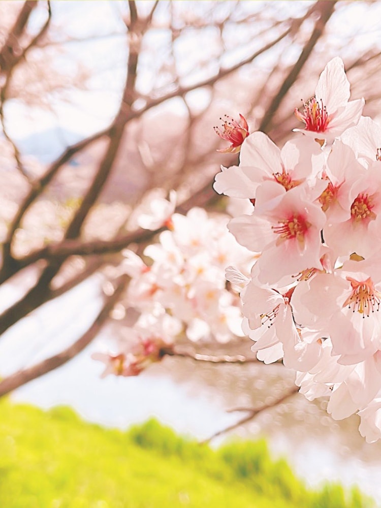 [相片1]奈良县宇田市的宇田川樱花树。不仅是樱花，鲜艳的草地也是一条与樱花相映成趣的道路。虽然不在照片中，但这是一个非常可爱和美丽的地方，可以看到盛开的樱花中排成一排的红色盆栀。