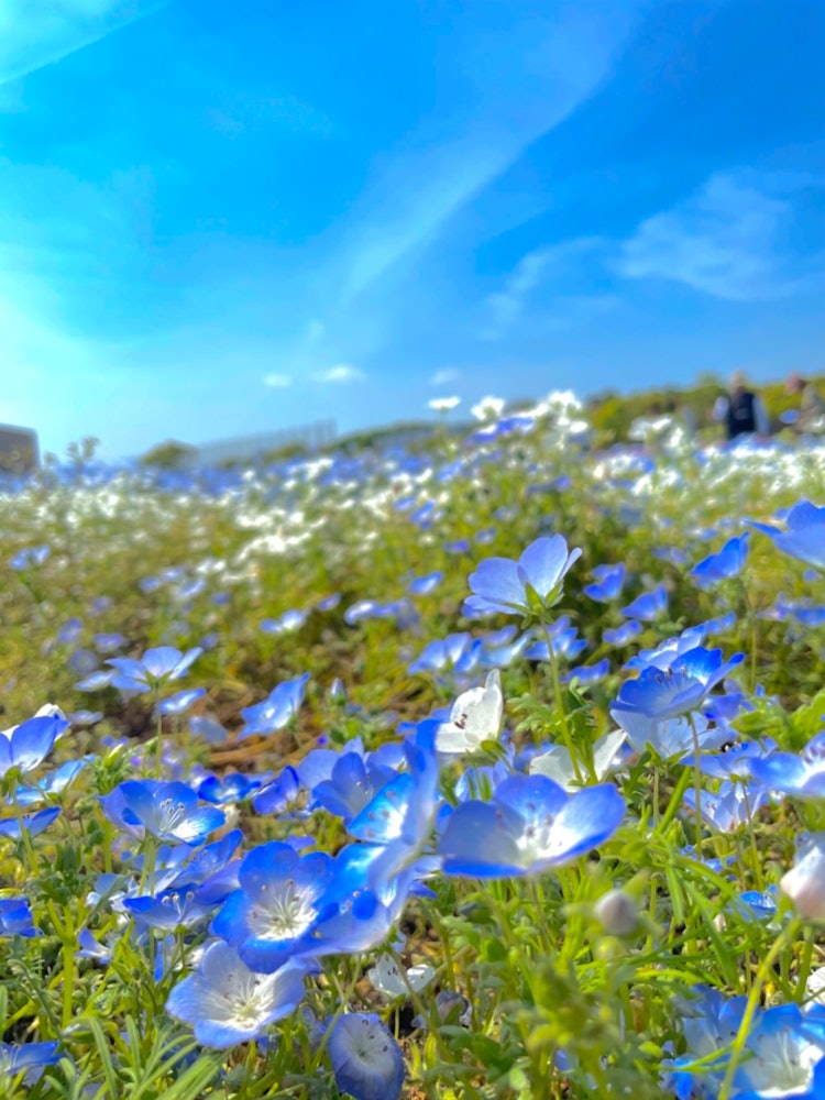 [이미지1]하마마츠, 시즈오카하마마쓰 정원 공원나는 큰 정원에서 nemophila와 등나무를 보았다.계절의 꽃이 있으니 산책을 즐겨보세요재밌지 않나요? ♪