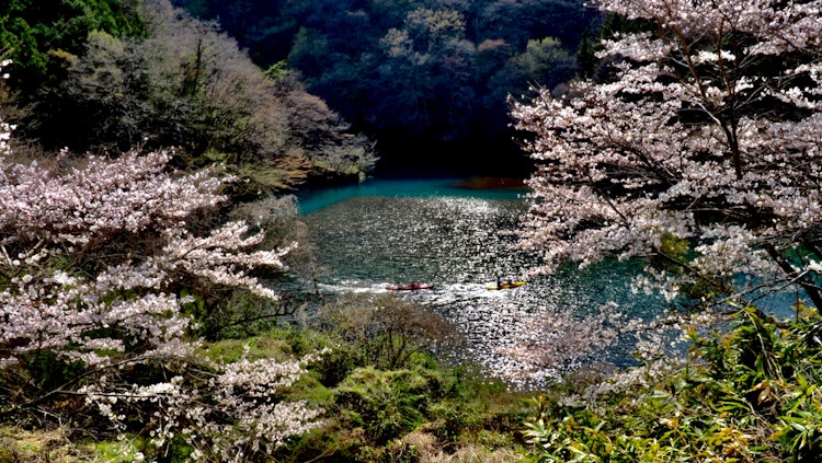 [이미지1]군마현 나카노조초에 있는 시만호의 벚꽃 사진날씨가 좋고 따뜻하거나 활동입니다.카누를 즐기는 사람들이있었습니다.수정처럼 맑은 물 위에서 바라보는 경치는 각별하지 않나요?그들은 내 일
