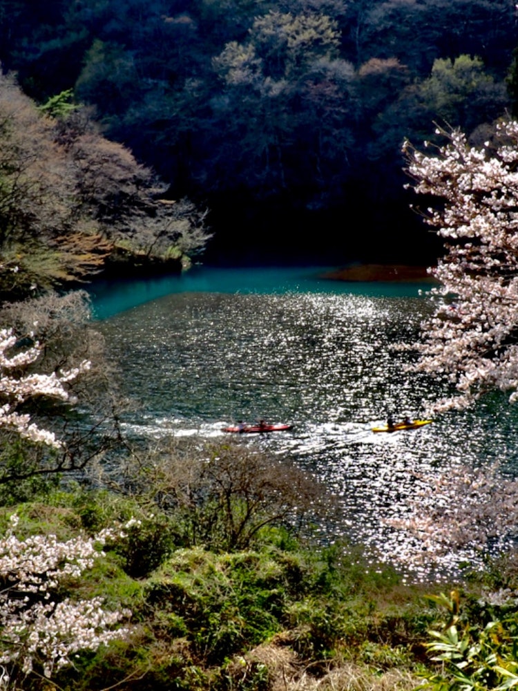 [画像1]群馬県中之条町の四万湖を桜と一緒に撮影天気も良く暖かいのか、アクティビティでカヌーを楽しんでいる人達がいました。透き通った水の上からの景色は格別なんでしょうね？私の作品にワクワク感を添えてもらいました