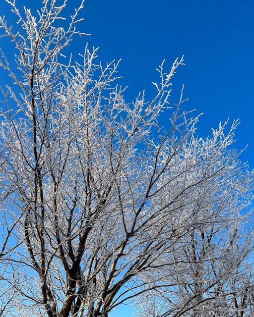 [画像2]美しい冬景色。十勝は冬も晴天率が高いので、青空と霧氷がとてもキレイです。
