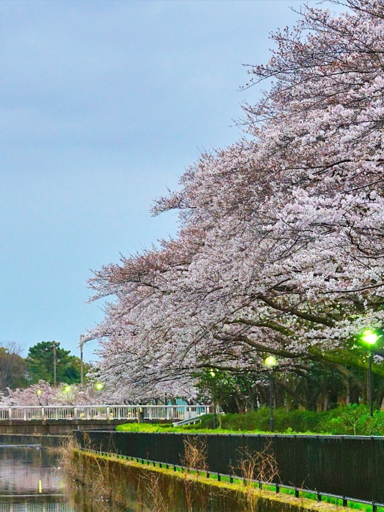 [相片1]群馬縣館林市的鶴田川櫻花樹