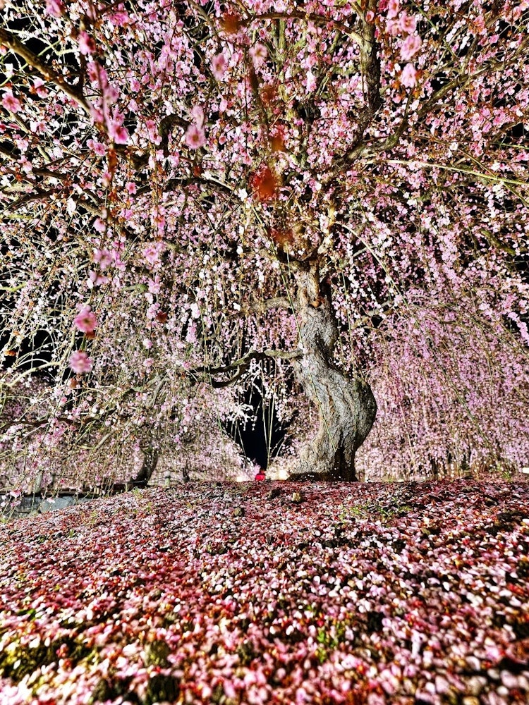 [Image1]At the beginning of spring, the plum blossoms in the Suzuka forest are a masterpiece. This year, I t