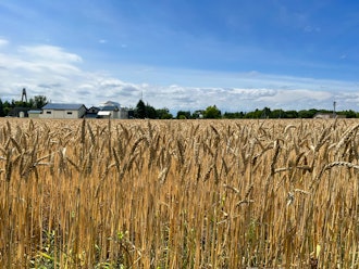 [이미지2]6 월 초, 여전히 무성한 밀밭이 황금빛으로 변하고 수확이 시작됩니다.일본 최대의 밀 오토후케 생산지입니다.수확 후 밭에서 보리 culm 롤 (젖소를위한 침대가됨)이 준비됩니다.수