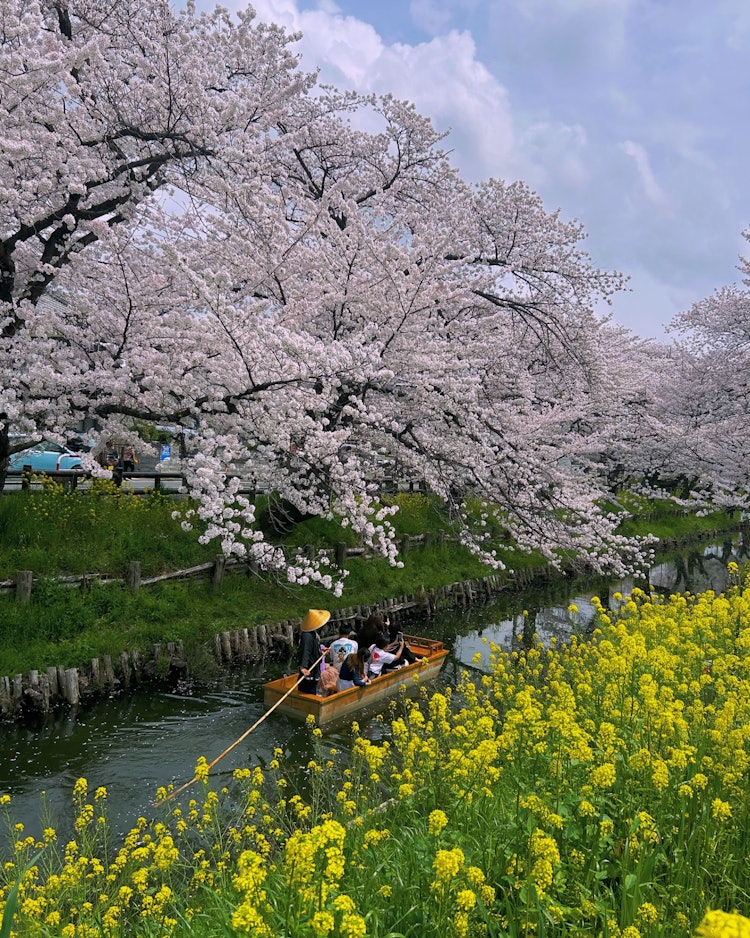 [Image1]Photographed 4/8/24.Behind the Kawagoe Hikawa Shrine, the cherry blossoms and rape blossoms of the S
