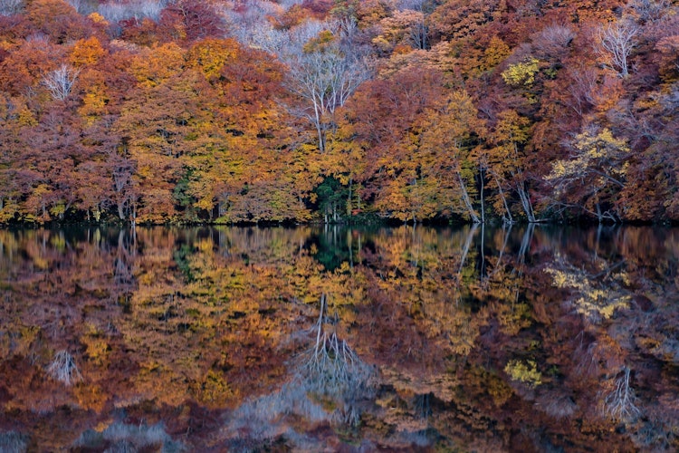 [画像1]青森県にある蔦沼の紅葉。早朝には池に落ちる人が出るほど人気のスポット。