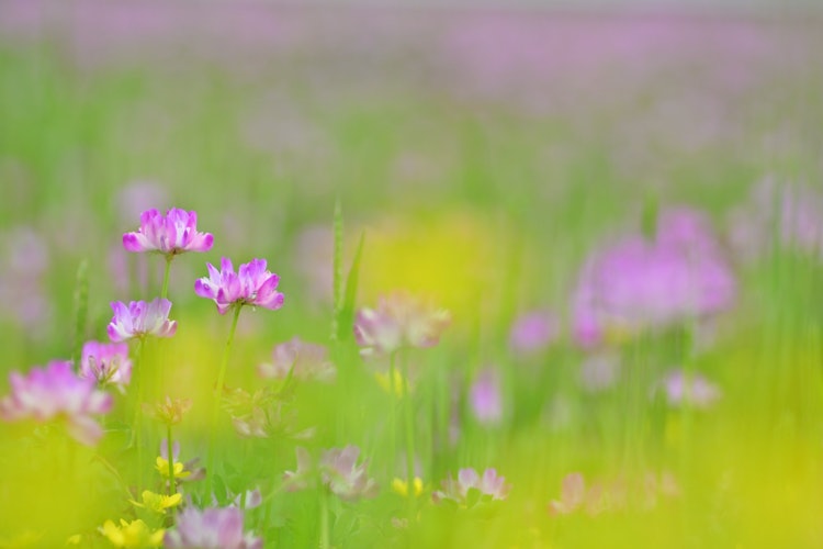 [相片1]以前，我经常看到黄芪田染成粉红色，但最近我看到的越来越少了。 当时，我找到了一个黄芪和田野里盛开的黄色花朵一起绽放的地方，我拍了一张照片。 我希望这种风景能永远成为日本的春天风景。