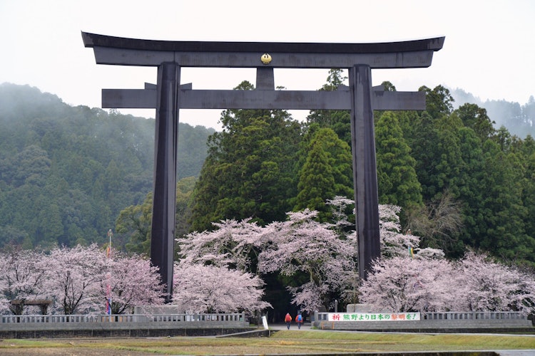 [이미지1]세계 유산 구마노 고도에 있는 옛 신사 부지 오사이하라(오유노하라)의 대도리이와 벚꽃입니다. 참배객과 비교해 보면 도리이의 크기가 얼마나 큰지 알 수 있습니다.