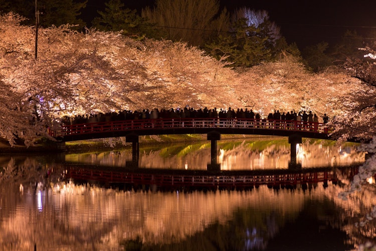 [画像1]弘前公園の混雑スポットの一つ、春陽橋。 西堀に架かるアーチに沢山の人、人。 みんなが眺めている光景は、圧巻のライトアップされた桜並木です。