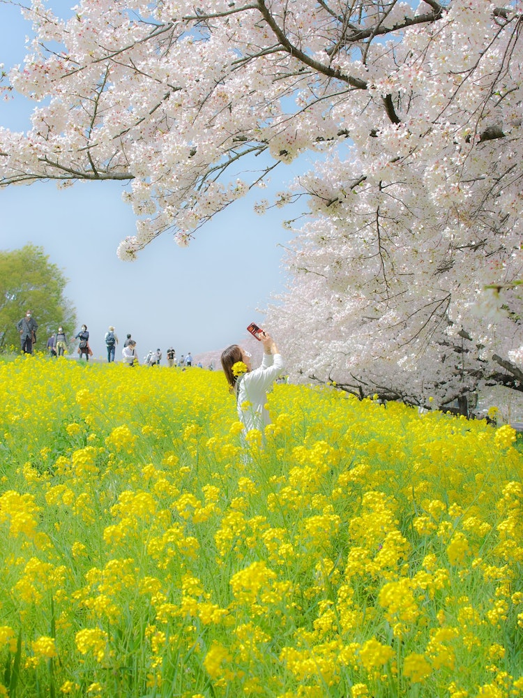 [이미지1]사이타마현 구마가야시에 있는 벚꽃입니다올해는 처음 갔는데,