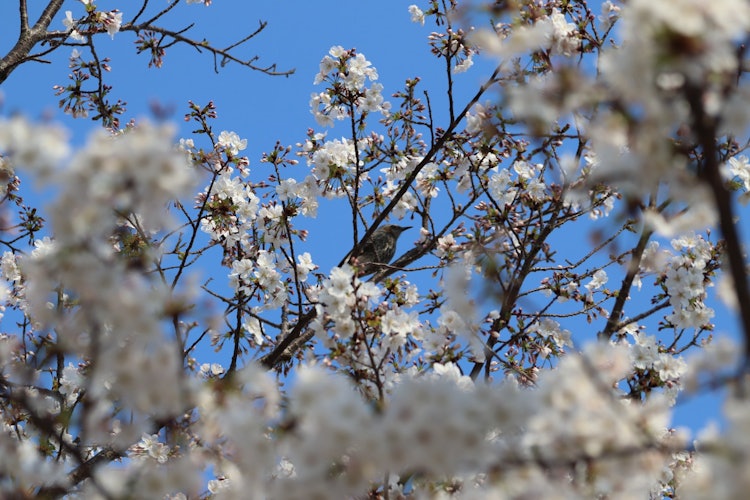 [画像1]兵庫県西宮市甲子園口にある、地元では超有名な桜の穴場スポット、行ってきました。桜のトンネルが見事な場所ですが、まだまだ満開には程遠い。一部の桜はだいぶ咲いていましたので、遊びに来ていた鳥と一緒に撮影📷
