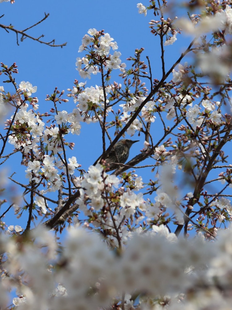 [相片1]我去了兵库县西宫市的甲子园出口，这是当地非常有名的樱花景点。樱花隧道是一个令人惊叹的地方，但它离盛开还很远。有些樱花盛开了，所以我和来玩耍的鸟儿合影留念📷。