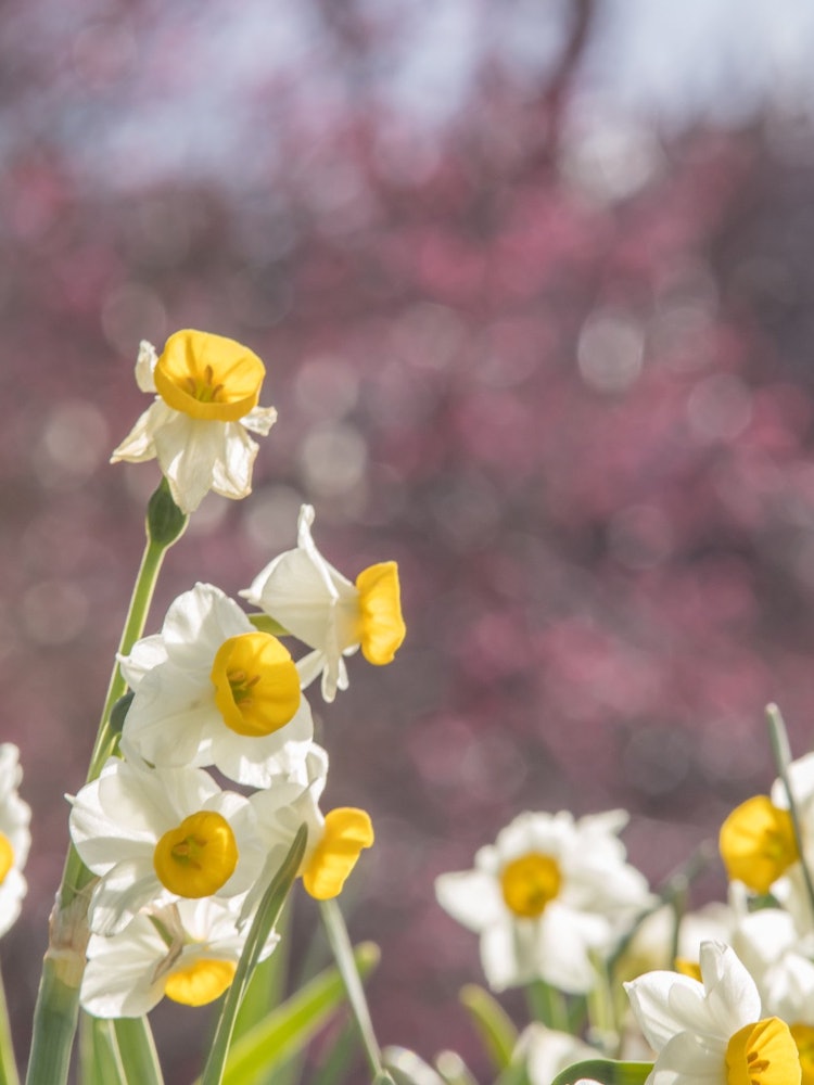 [相片1]位於大阪府八尾市，是玉曾神社的水仙花。當地人開始作為志願者種植它。還種植了梅樹，這是一個在寒冷的季節可以放鬆和治癒的好地方。