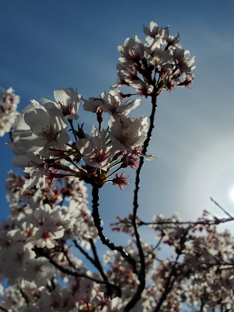 [画像1]愛知県に流れる五条川沿いの桜を撮影。 撮影日はとても暖かく穏やかで天候に恵まれました。満開の桜を楽しめるのは一年を通してほんの数週間しかありません。 限られた時間の中で自身の魅力を最大限に発揮する桜の