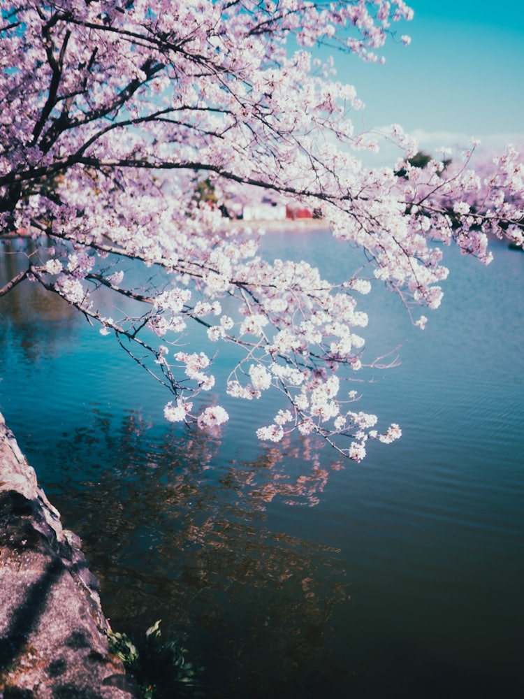 [Image1]Cherry blossoms in Kogi Park, Saga Prefecture.March was coming to an end.The wind blows, and scatter