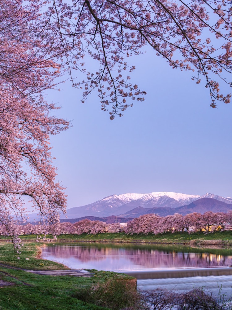 [이미지1]잔설 자오 연봉과 이치모쿠 센본자쿠라'벚꽃 명소 100선'에 선정된 벚꽃의 명소입니다.약 1,200그루의 벚나무가 시로이시 강변을 따라 약 8km에 걸쳐 뻗어 있으며, 2023년(