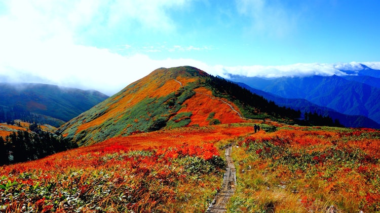 [画像1]紅葉in巻機山⛰️草紅葉が美しいですね～🍁こちらは新潟県と群馬県の県境にあるお山さん。今見頃だと思います。