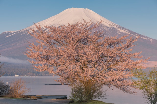 [画像1]山中湖の一本桜と朝の富士山山梨県山中湖村
