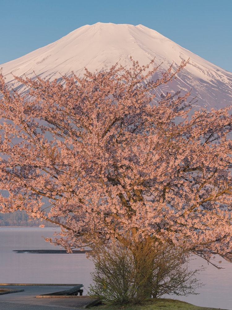 [Image1]Cherry blossoms of Lake Yamanaka and Mt. Fuji in the morningYamanakako Village, Yamanashi