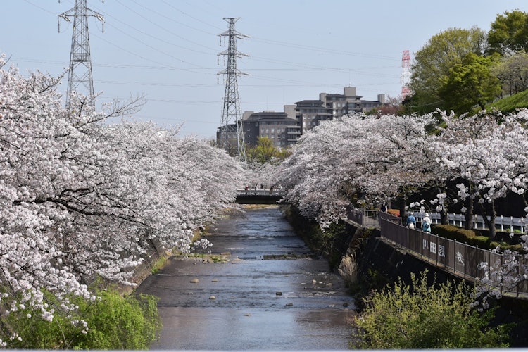 [相片1]在东京都町田市成濑站附近的翁田川。美丽的樱花每年盛开 🌸由于是长廊，因此没有停车场，但是成濑站的相铁罗森有1小时的免费停车场，所以我认为在这里停车是个好主意。但是，从罗森步行到海滨长廊大约需要15分钟