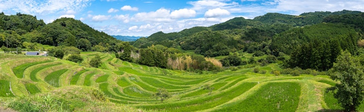 [Image1]Summer rice terraces