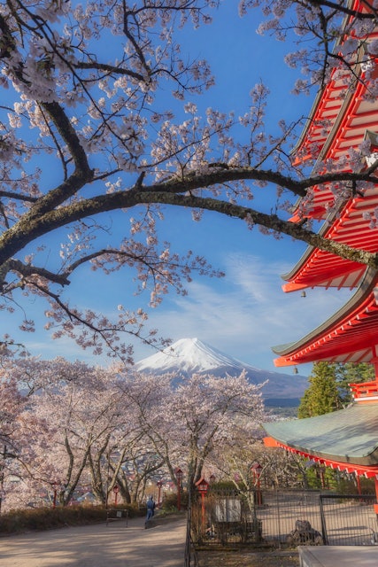 [Image1]桜と富士山と五重塔そろそろ富士山の麓の桜に咲いてますので楽しみです。山梨県富士吉田市新倉山浅間公園内撮影。