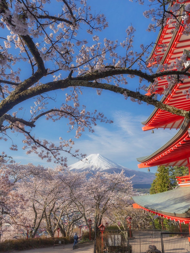 [Image1]Cherry blossoms, Mt. Fuji and the five-storied pagodaThe cherry blossoms at the foot of Mt. Fuji are