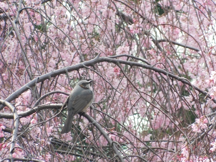 [相片1]我栖息在一朵樱花上，那是某种鸟。