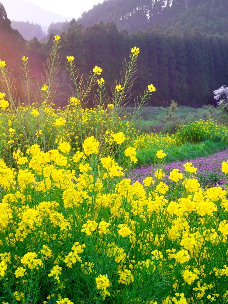 [画像1]撮影場所：宮崎県 西諸県郡 高原町里山の春の田園風景です。