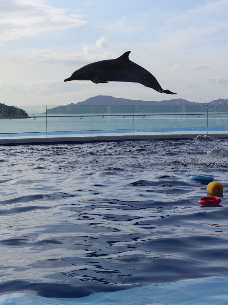 [Image1]The most talked about spot in Shikoku that opened this year! Shikoku AquariumThe scenery looks like 