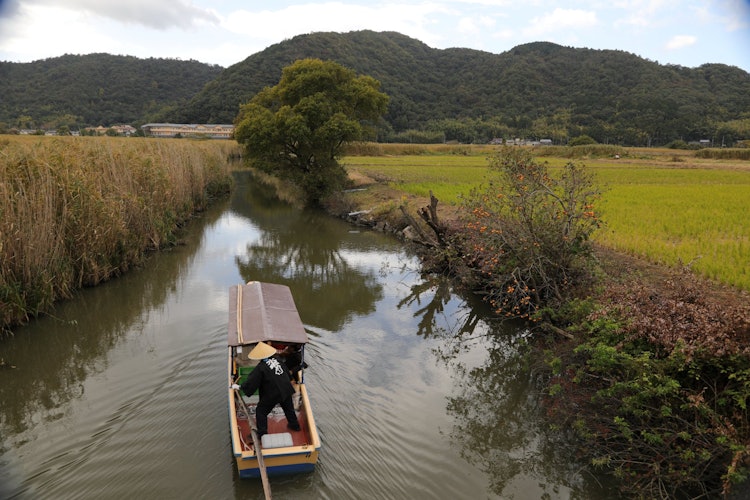 [画像1]滋賀県近江八幡市のよしはらを散策していて偶然水郷めぐりの舟に出くわしました。
