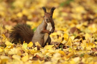 [이미지1]바쁜 가을... 유라시아 붉은 다람쥐 군은행 나무 잎이 떨어질 때겨울을 준비하기 위해 호두와 잣을 여기저기 묻습니다어디에 묻었습니까?나는 그것을 잘 기억한다 ~